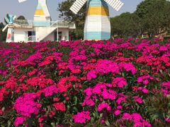 -松山湖梦幻百花洲