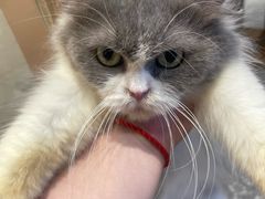 -囡的喵喵酱·萌宠生活馆·宠物洗护美容(胶州路店)