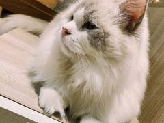 -藏猫猫咖啡主题馆(中央大道店)