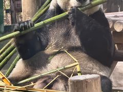 -栾川竹海野生动物园