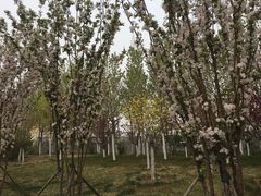 -武清南湖绿博园