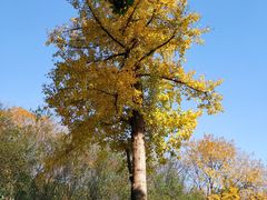 -重庆中央公园(渝北区)