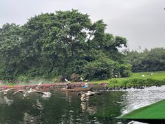 -广州长隆飞鸟乐园