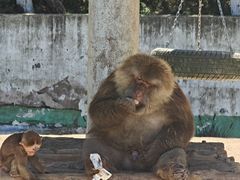 -西霞口神雕山野生动物世界