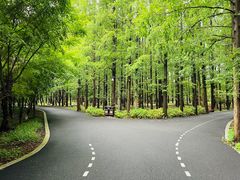-东平国家森林公园