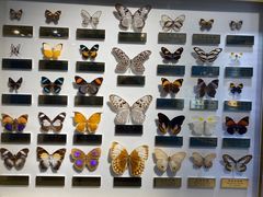 -上海昆虫博物馆