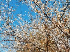 -广州市流溪河国家森林公园