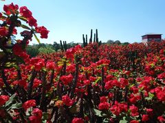 -松山湖梦幻百花洲