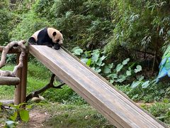 -广州长隆野生动物世界