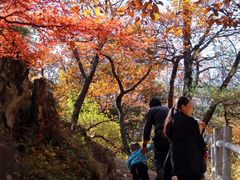 -王顺山国家森林公园