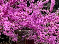 -西安市广仁寺