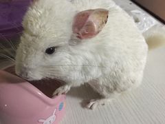 -雨林宠物医院 非犬猫异宠专科
