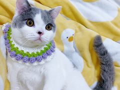 -comecome来吧宠物(奥克斯中心店)