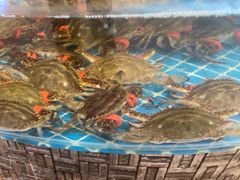 -蓝珊甄选海鲜自助·火锅大排档(近阿那亚店)