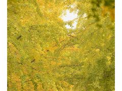 -三里屯东五街银杏大道