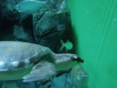 -上海海洋水族馆