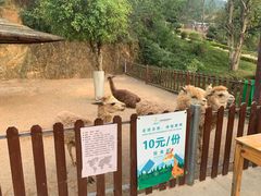 -泉州海丝野生动物世界