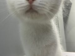 -喵的天空名猫咖啡馆·撸猫·猫舍·用品