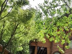 -合肥滨湖国家森林公园