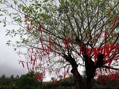 -天适樱花悠乐园
