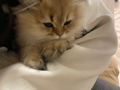 -momokira米努特·德文卷毛猫·棉花面纱犬