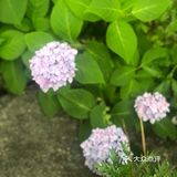 终于续上这杯peets啦