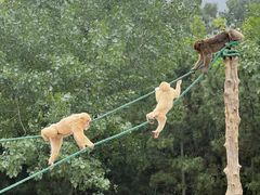 -西霞口神雕山野生动物世界