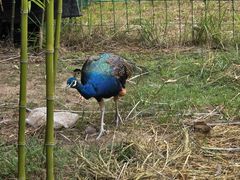 -桃源咖啡厅(武夷山大红袍山庄店)