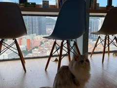 -猫小主咖啡·猫咖cat cafe(福田店)