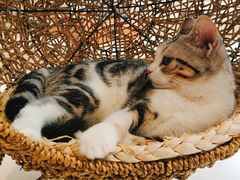 -飞行喵MR PILOT|猫舍·猫咖(静安大融城店)