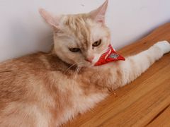 -是阿柴呀！柴犬咖啡·爱喵喵猫咖