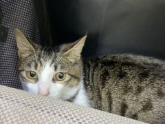 -瑞鹏宠物医院·宠保定点·心脏科·内科(御桥分院)