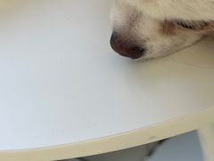 -怪兽屋·羊驼·猫咖·狗咖(俊华广场店)