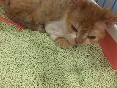 -萌兽医馆·宠物医院·猫骨科(创景店)