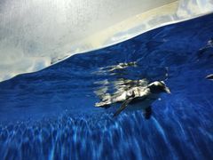 -石家庄极地海洋世界