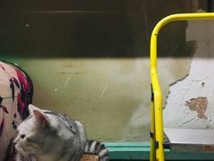 -猫咪博物馆(顶澳仔猫街店)