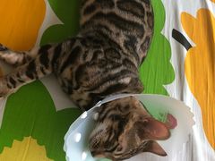 -纳吉亚猫专科动物诊疗中心(蒋宅口分院)
