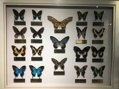 -上海昆虫博物馆