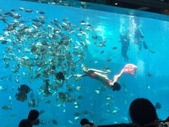 -瑞德姆美人鱼海底演艺主题餐厅(亚龙湾店)