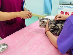 -北京观赏动物医院·24小时大型综合·猫专科·异宠专科