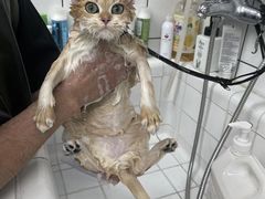 -唐小姐の猫狗洗护·购宠旗舰店(周浦万达店)