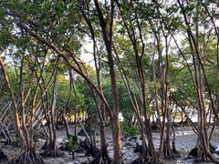 -宝安西湾红树林湿地公园