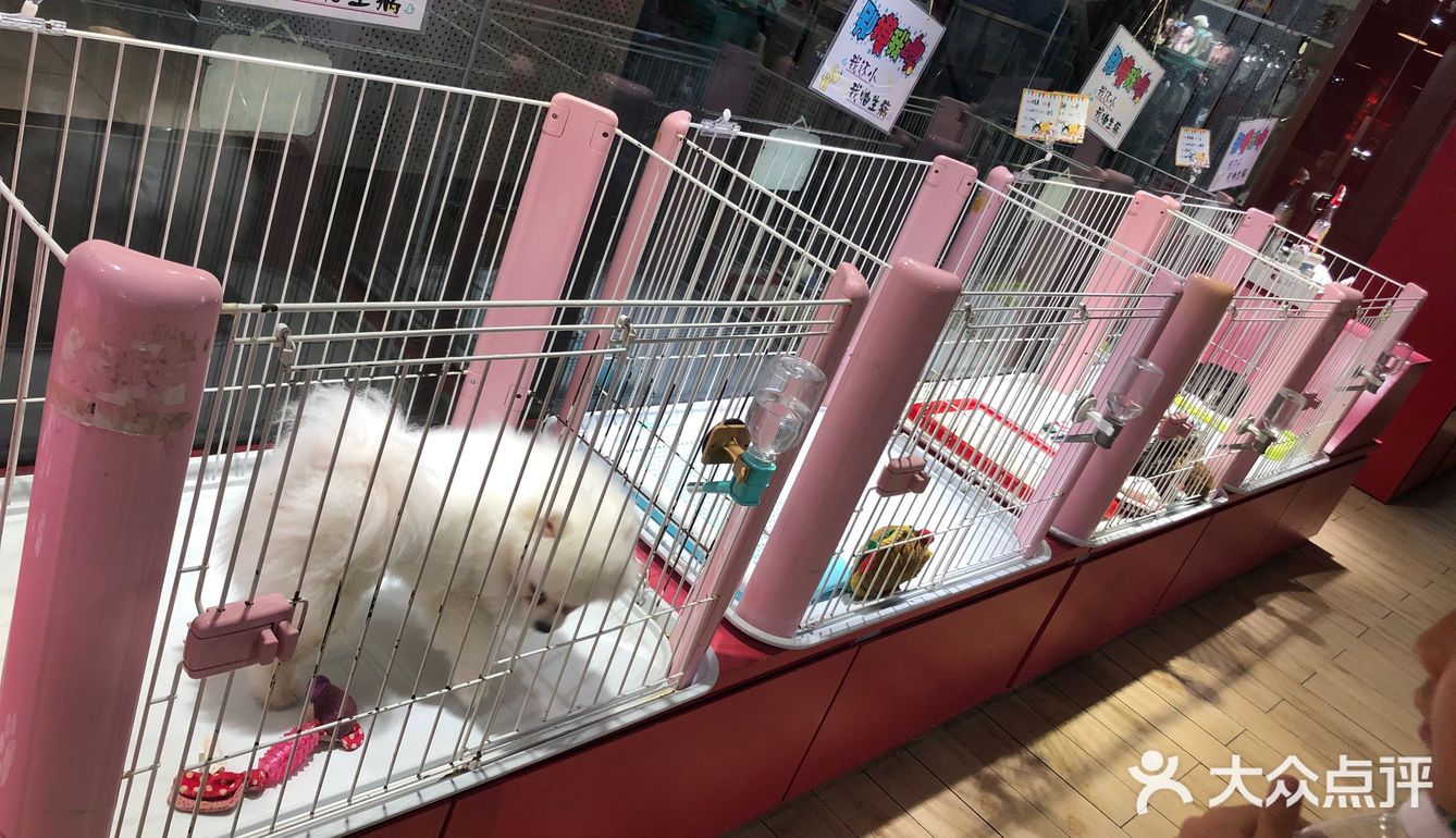 小小香宠 宠爱我们每个宝宝