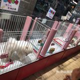 小小香宠 宠爱我们每个宝宝