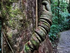 -莫里热带雨林景区