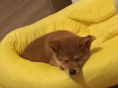 -翊宠yipet猫狗购宠庄园犬舍•猫舍