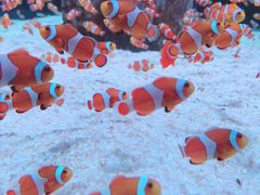 -海合安成都极地海洋公园