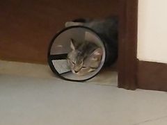 -荔康动物医院(康王北路店)