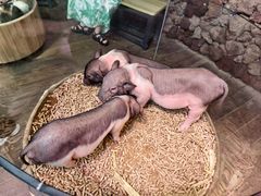 -正佳雨林生态植物园