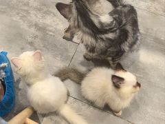 -楼上猫咖(罗湖店)